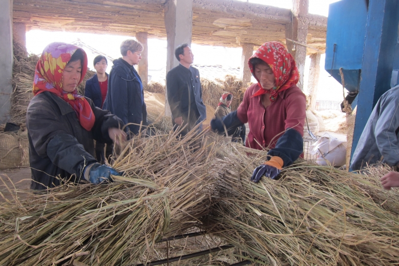 Two women work to harvest grain from stalks that have been cut.