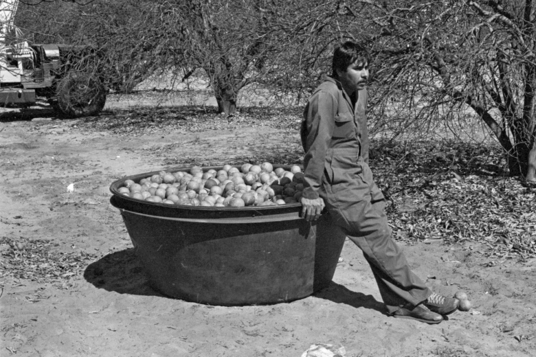 Man sits on the side of a large bin holding produce in the middle of an orchard.